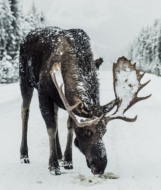 Dog chewing on moose antlers