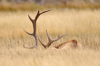 are antlers good for dogs