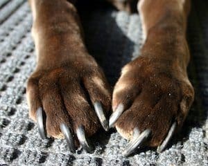 Dog with long nails