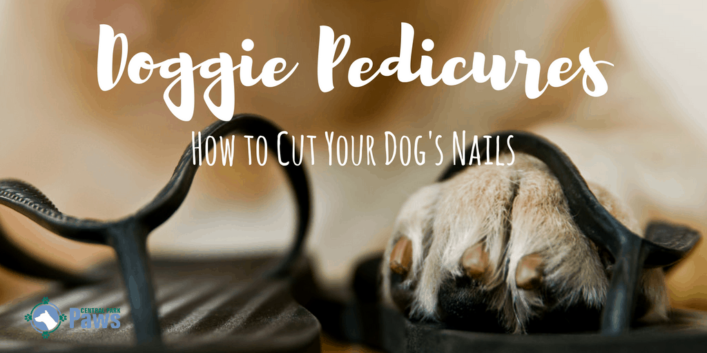 How to Cut a Dogs Nails That are Too Long