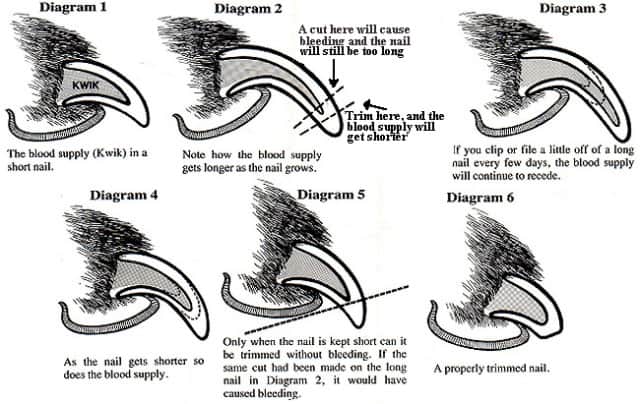 How to Trim Dog Nails Diagram