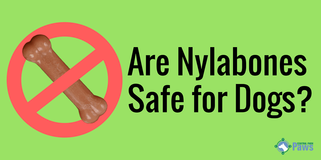 Are Nylabones Safe for Dogs