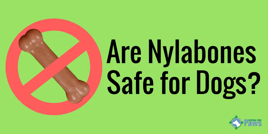 Are Nylabones Safe For Dogs Is It Bad For Your Dog To Eat A Nylabone