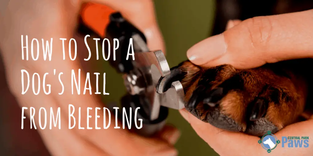 How To Stop A Dog's Nail From Bleeding Quickly And Hassle Free! How To Stop A Dog's Nail From Bleeding Quickly And Hassle Free!