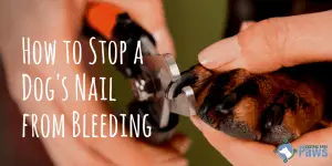 How to Stop a Dog's Nail from Bleeding