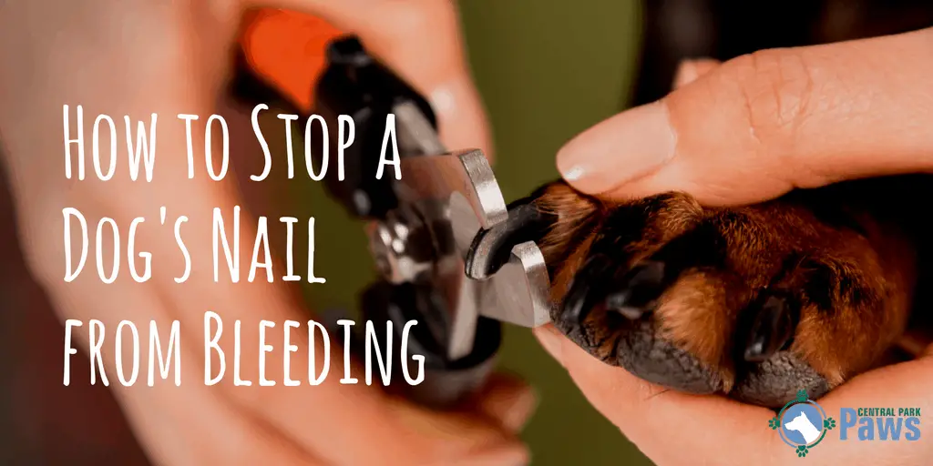 How To Stop A Dog’s Nails From Bleeding While Trimming At Home