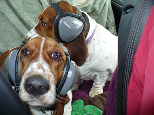 do dog whistles damage puppy's ears