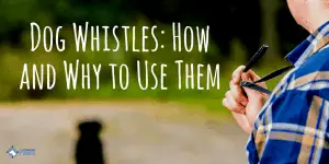 Dog Whistles How and Why to Use Them