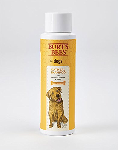Shampoo for itchy dogs
