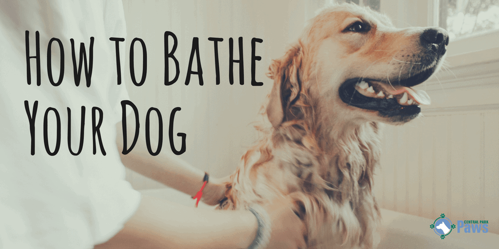Can You Bathe a Dog with Dish Soap? How to Wash Your Dog