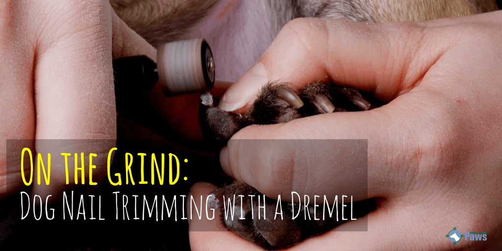 On the Grind: Dog Nail Trimming with a Dremel Tool