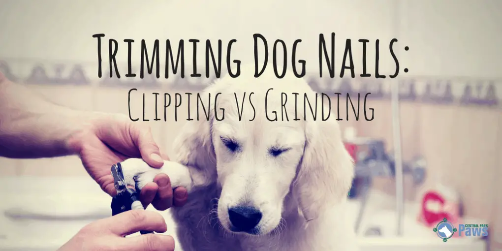 Clipping Vs Grinding Dog Nails Should You Cut Or Sand Your Pet S