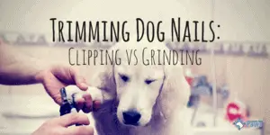 Trimming Dog Nails: Clipping vs Grinding