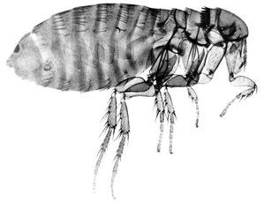 close up of a flea - prevent fleas with oral medications for dogs