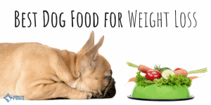 Best Dog Food for Weight Loss