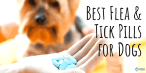 Best Flea and Tick Pills for Dogs