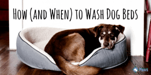 How (and When) to Wash Dog Beds