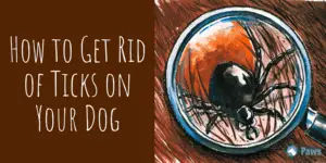 How to Get Rid of Ticks on Your Dog