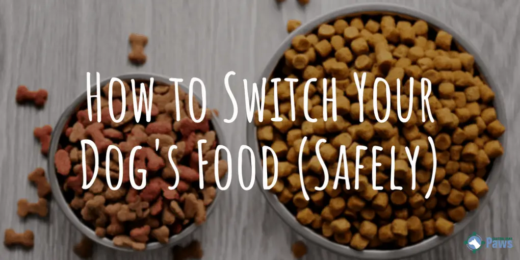 How to Switch Your Dog's Food (Safely) How to Switch Your Dog's Food (Safely)