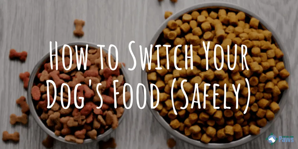 How to Switch Your Dog's Food (Safely)