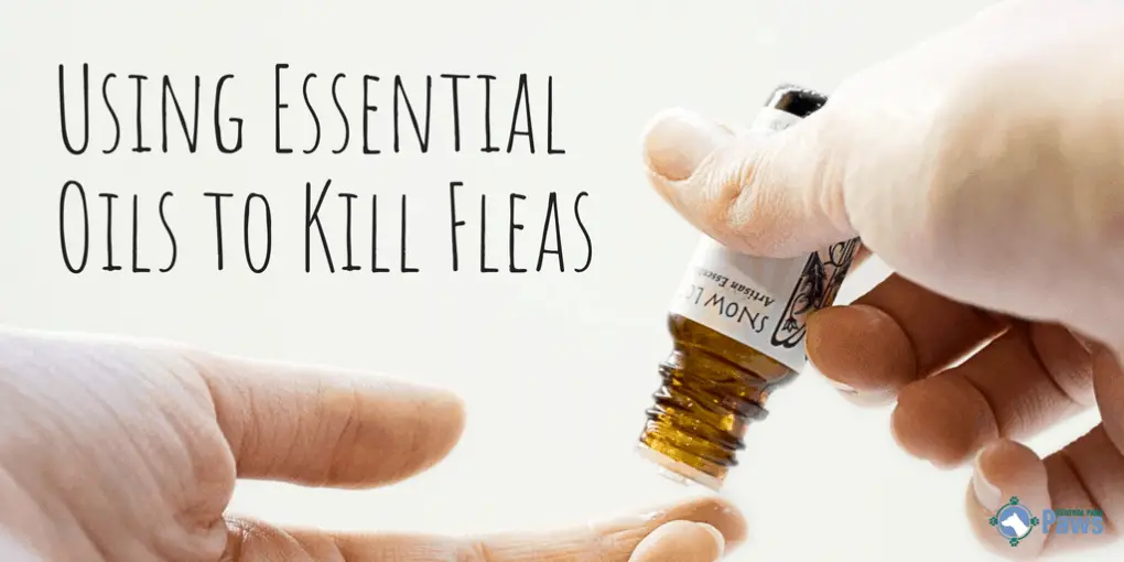 9 Essential Oils For Fleas Kill Prevent Repel Fleas On Your Dog