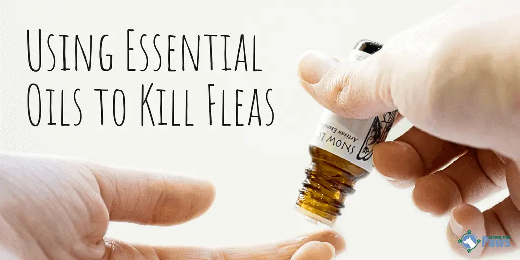 doterra flea repellent