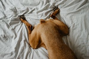 rear of dog washing large pet beds