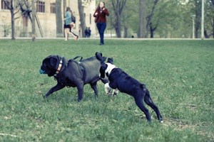 overweight dog playing fetch with a ball