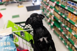 shopping with overweight dog