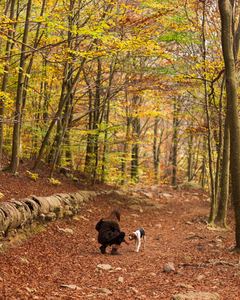 watch for ticks in woods when walking dogs