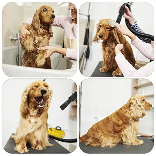 pet grooming system for bathing dogs with dawn soap and water