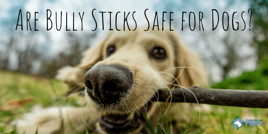 Are Bully Sticks Safe for Dogs