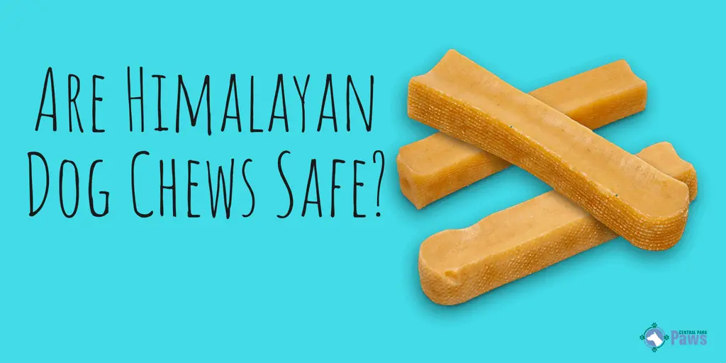 Are Himalayan Dog Chews Safe_