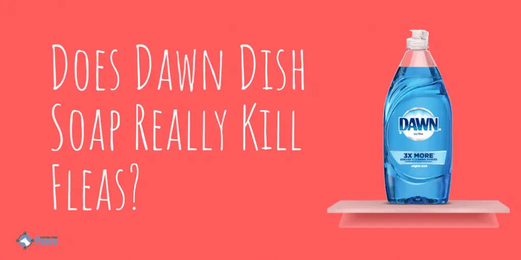 Does Dawn Dish Soap Kill Fleas How Why Is It Safe For