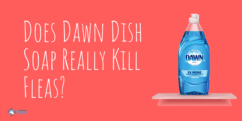 Does Dawn Dish Soap Really Kill Fleas on dogs