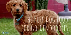 The Best Dog Food for Goldendoodles