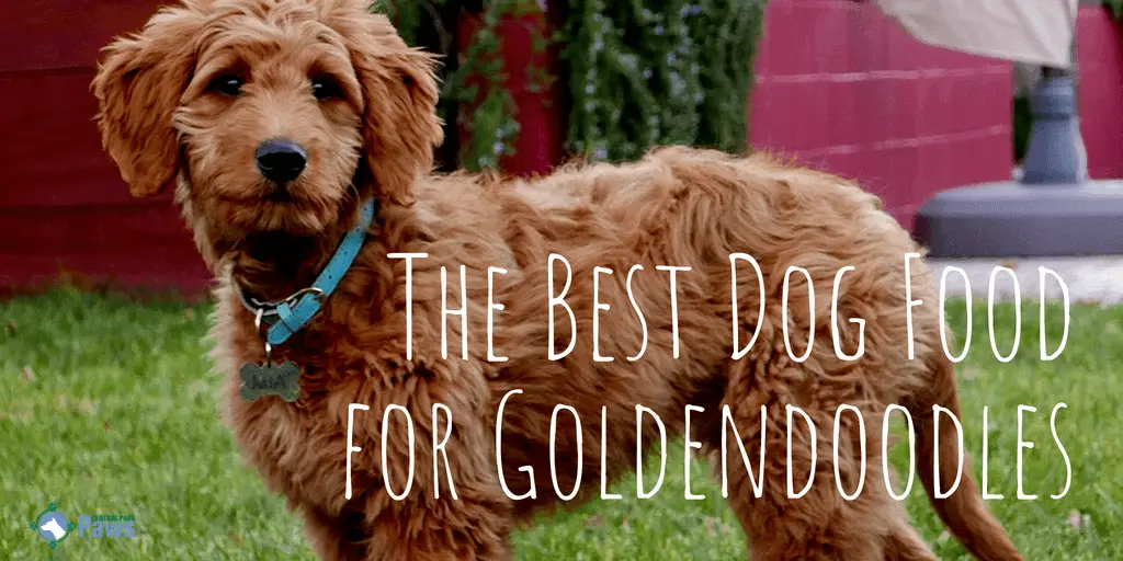 The Best Dog Food for Goldendoodles