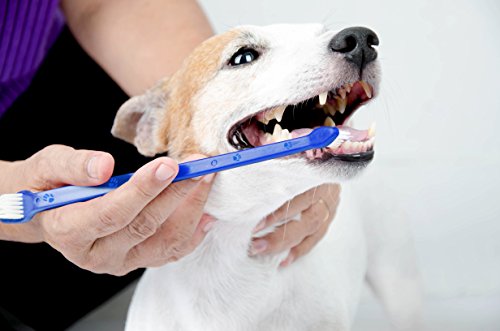 toothbrush for dogs because clean teeth is important for dog's dental health
