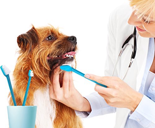 Dental care for dogs toothbrush