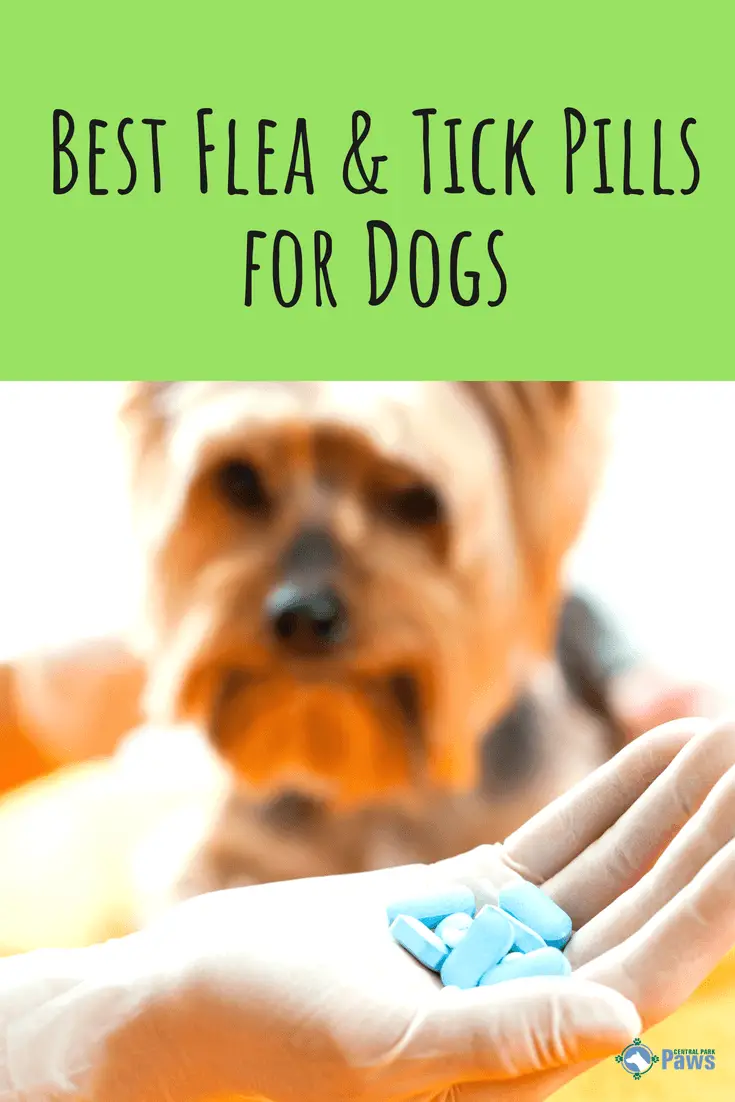 Best Flea and Tick Pills for Dogs - Pinterest