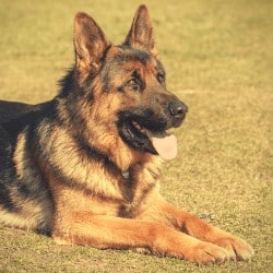 German Shepherd Amber