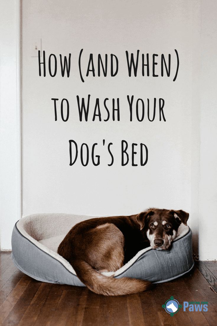 How (and When) to Wash Your Dog's Bed
