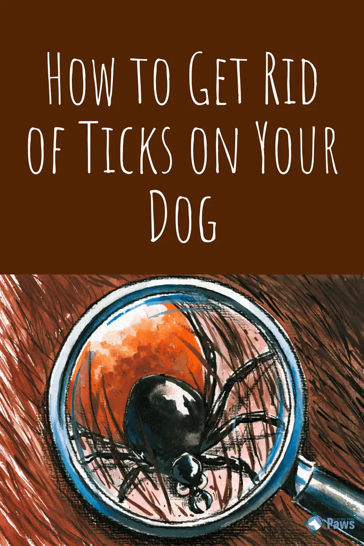 How to Get Rid of Ticks on Your Dog