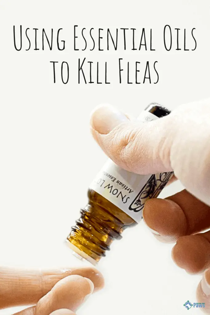 Essential Oils For Fleas Kill, Prevent, & Repel Fleas On Your Dog