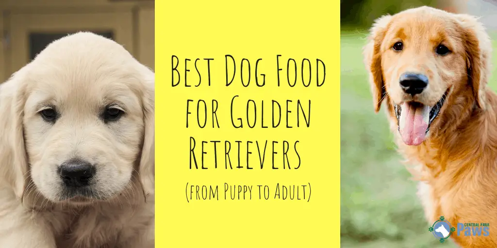 Best Dog Food for Golden Retrievers (from Puppy to Adult)