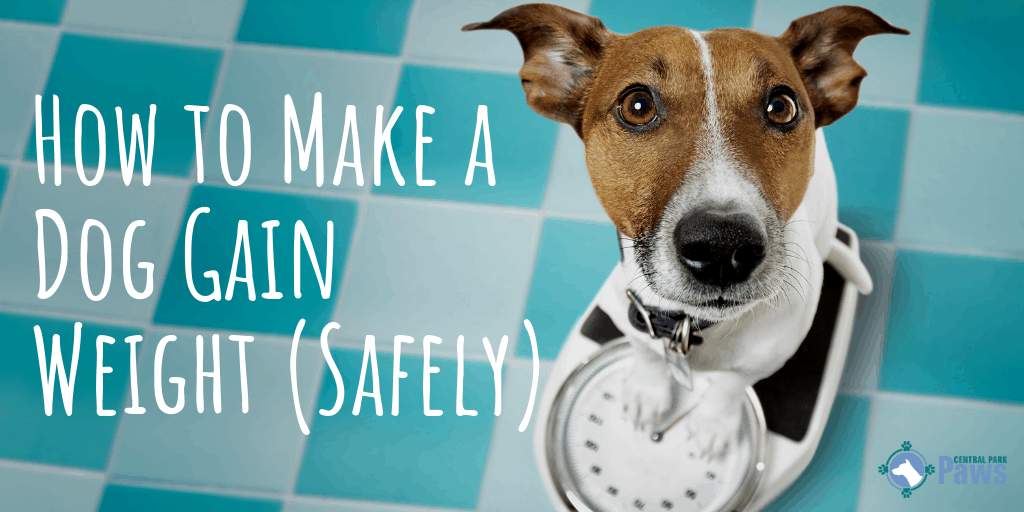 How to Make a Dog Gain Weight (Safely)