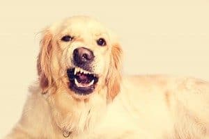 golden retreiver making face