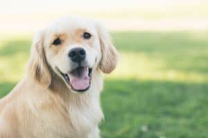 golding retriever panting smiling