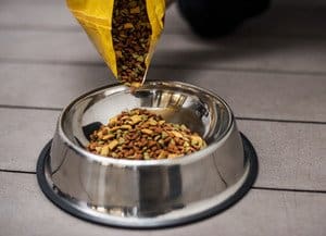 pouring golden retriever dog food into a bowl