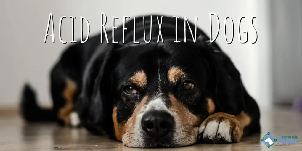 Can Dogs Get Acid Reflux? How To Identify And Heal Doggy Heartburn